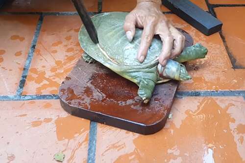 C&aacute;ch nấu ba ba chuối đậu
